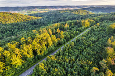 Landschaftlicher Blick auf die Straße durch den Wald - STSF03012