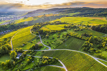 Schöner grüner Weinberg bei Sonnenuntergang - STSF03014