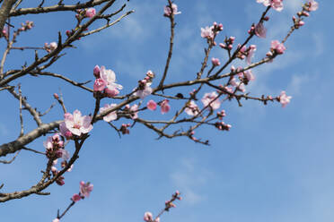 Branches of blossoming almond tree - GWF07097