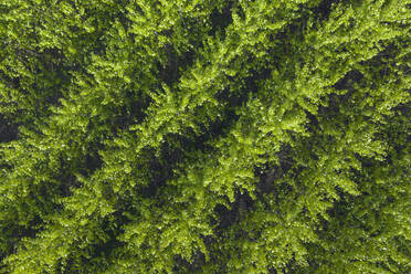 Drone view of rows of green commercially grown poplar trees in springtime - RUEF03341