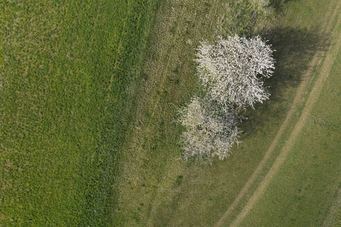Drohnenansicht von weiß blühenden Kirschbäumen im Frühling - RUEF03343