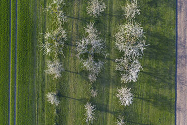 Drohnenansicht von weiß blühenden Kirschbäumen im Frühling - RUEF03346