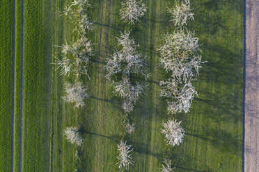 Drone view of white blossoming cherry trees in spring - RUEF03346