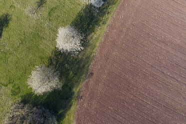 Drohnenansicht eines gepflügten Feldes und weiß blühender Kirschbäume im Frühling - RUEF03347