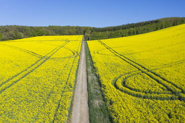 Drone view of countryside dirt road cutting through vast oilseed rape field in spring - RUEF03350