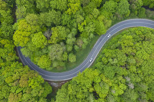 Luftaufnahme einer asphaltierten Straße, die sich durch einen grünen Frühlingswald schlängelt - RUEF03361