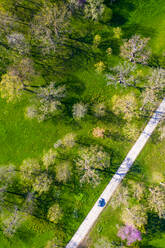 Luftaufnahme von blühenden Bäumen im Frühling im Morton Arboretum in Chicago, Illinois, Vereinigte Staaten von Amerika. - AAEF10208