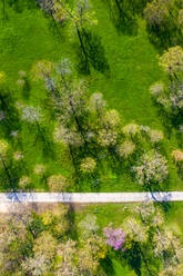 Luftaufnahme von blühenden Bäumen im Frühling im Morton Arboretum in Chicago, Illinois, Vereinigte Staaten von Amerika. - AAEF10209