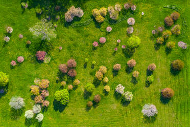 Luftaufnahme von blühenden Bäumen im Frühling im Morton Arboretum in Chicago, Illinois, Vereinigte Staaten von Amerika. - AAEF10211
