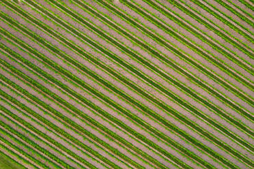 Luftaufnahme eines Weinbergs und der Obstgärten in der Nähe der Niagarafälle in Kanada. - AAEF10228