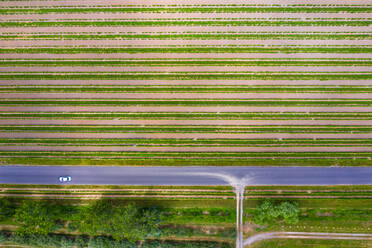 Aerial view of abstractions at a vineyard at Niagara on the Lake in Canada in early spring. - AAEF10236