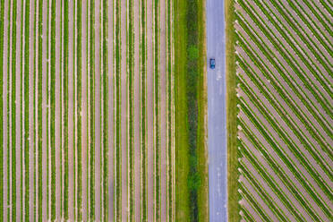 Aerial view of abstractions at a vineyard at Niagara on the Lake in Canada in early spring. - AAEF10237