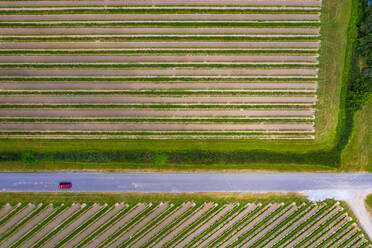 Luftaufnahme von Abstraktionen in einem Weinberg in Niagara on the Lake in Kanada im frühen Frühling. - AAEF10238