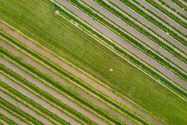 Luftaufnahme von Abstraktionen in einem Weinberg in Niagara on the Lake in Kanada im frühen Frühling. - AAEF10241