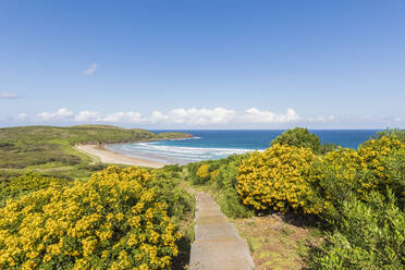 Küstenwanderweg im Killalea State Park - FOF12124