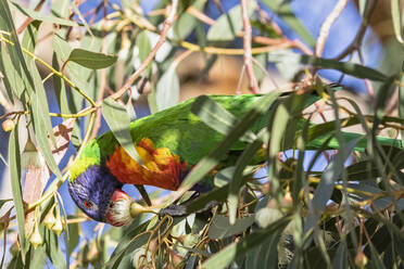 Regenbogenlori (Trichoglossus moluccanus) beim Fressen von Baumfrüchten - FOF12130