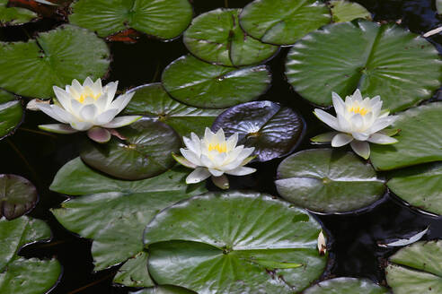 Pond filled with water lilies - JTF01888