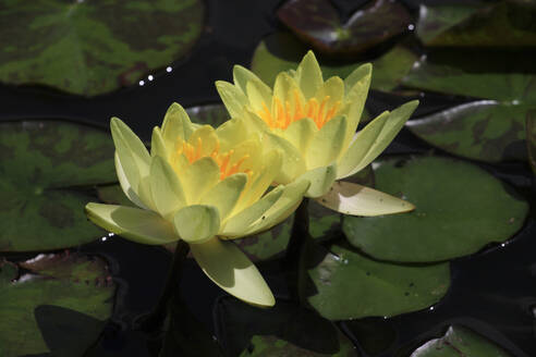 Gelbe Seerosen-Lotusblüten blühen im Teich - JTF01889