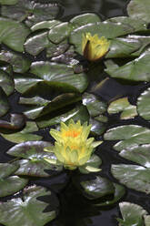 Gelbe Seerosen-Lotusblüten blühen im Teich - JTF01890