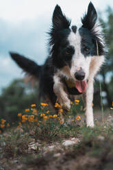 Nahaufnahme eines Border Collie Hundes, der durch den Wald läuft - ADSF27674