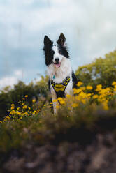 Nahaufnahme eines Border Collie Hundes, der im Wald steht - ADSF27675