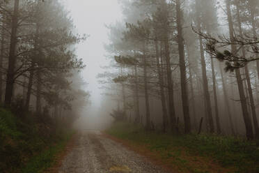 Foggy day on the woods - ADSF27688