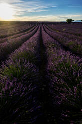 Vast lavender field at sunset - SIPF02324