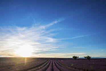 Sonnenuntergang über einem weiten Lavendelfeld - SIPF02325