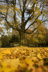 Herbstbaum im Wilhelminapark, Utrecht, Niederlande - FVDF00340