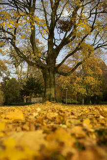 Autumn tree in Wilhelminapark, Utrecht, Netherlands - FVDF00340