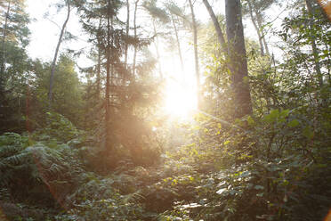 Sun rising over lush forest - FVDF00346