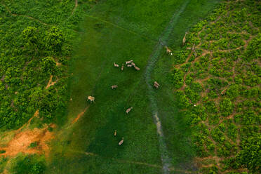 Luftaufnahme einer Herde von Zebras und einer Giraffe im Gazipur Safari Park in Sreepur, Dhaka, Bangladesch. - AAEF10542