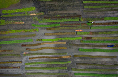Aerial view of traditional floating vegetables garden along the creek in a plantation field in Nazipur, Barisal, Bangladesh. - AAEF10589