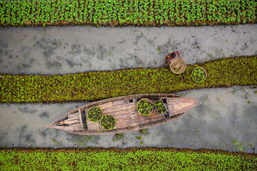 Luftaufnahme von Bauern bei der Ernte mit einem Kanu in einem traditionellen schwimmenden Gemüsegarten in Banaripara, Barisal, Bangladesch. - AAEF10593