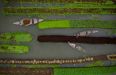 Luftaufnahme von Bauern bei der Ernte mit einem Kanu in einem traditionellen schwimmenden Gemüsegarten in Banaripara, Barisal, Bangladesch. - AAEF10596