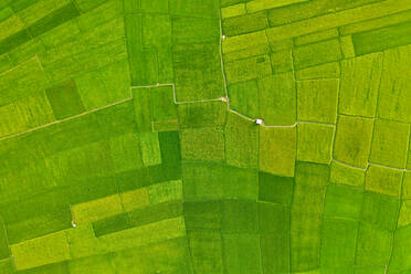 Luftaufnahme einer Hütte auf einem großen landwirtschaftlichen Feld mit einem kleinen See im Hintergrund, Gabtali, Bundesstaat Rajshahi, Bangladesch. - AAEF10623