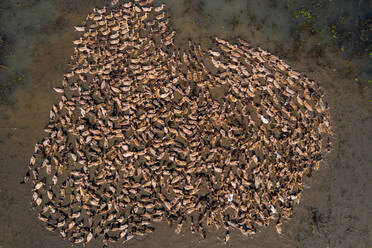 Luftaufnahme eines Entenschwarms, der in Formation am Baulai-Fluss in der Nähe von Tahirpur, Bezirk Sylhet, Bangladesch, ruht. - AAEF10673