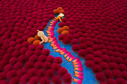 Aerial view of Vietnamese workers picking incense sticks from an incense field in Huy·ªán ·ª®ng H√≤a, Hanoi, Vietnam. - AAEF10678