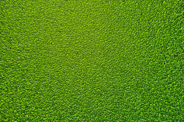 Aerial view of a green field with waterlily from above near Dhaka, Bangladesh. - AAEF10726