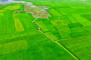 Luftaufnahme einer Hütte auf einem großen landwirtschaftlichen Feld mit einem kleinen See im Hintergrund, Gabtali, Bundesstaat Rajshahi, Bangladesch. - AAEF10745