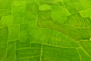 Luftaufnahme einer Hütte auf einem großen landwirtschaftlichen Feld mit einem kleinen See im Hintergrund, Gabtali, Bundesstaat Rajshahi, Bangladesch. - AAEF10748