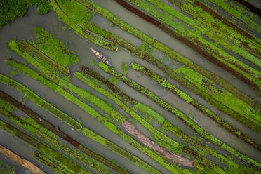 Aerial view of farmers doing the harvest with a canoe in a traditional floating vegetable garden in Banaripara, Barisal, Bangladesh. - AAEF10832
