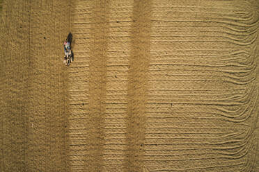 Aerial view of a person driving a hand tractor in a paddy field near Keraniganj town, Dhaka, Bangladesh. - AAEF10879