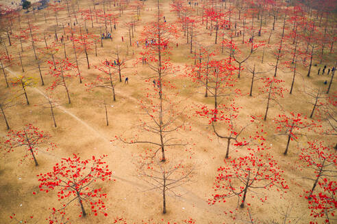 Aerial view of a few people working a Joynal Abedin Shimul Garden, one of the biggest silk cotton gardens in Asia, Tahirpur, Sylhet, Bangladesh. - AAEF10883