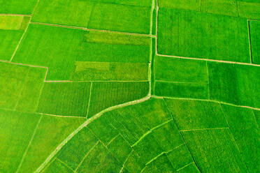 Luftaufnahme einer Hütte auf einem großen landwirtschaftlichen Feld mit einem kleinen See im Hintergrund, Gabtali, Bundesstaat Rajshahi, Bangladesch. - AAEF10908