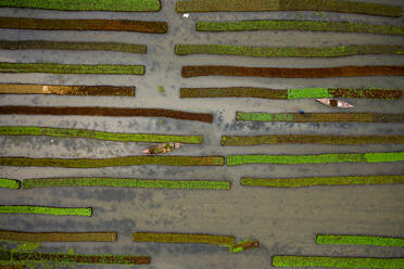 Aerial view of farmers doing the harvest with a canoe in a traditional floating vegetable garden in Banaripara, Barisal, Bangladesh. - AAEF11069