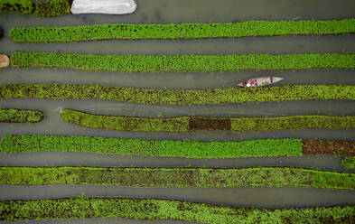 Aerial view of farmers doing the harvest with a canoe in a traditional floating vegetable garden in Banaripara, Barisal, Bangladesh. - AAEF11072