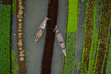 Luftaufnahme von Bauern bei der Ernte mit einem Kanu in einem traditionellen schwimmenden Gemüsegarten in Banaripara, Barisal, Bangladesch. - AAEF11074