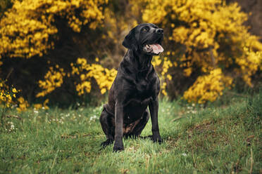 Schwarzer Labrador Retriever mit herausgestreckter Zunge sitzt auf grünem Grasfeld in der Nähe von gelben Pflanzen und Sträuchern auf dem Lande in der Tageszeit - ADSF27740