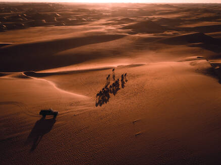 Abstrakte Luftaufnahme von Kamelen und ihren Schatten in den Sanddünen von Abu Dhabi, Vereinigte Arabische Emirate. - AAEF11208
